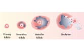 Ovarian Cycle