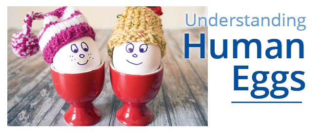 human eggs 