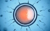 Sperm and Egg