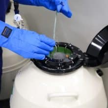 City Fertility Sydney Miranda laboratory