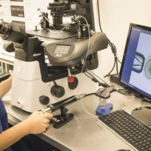 City Fertility Sydney CBD laboratory ICSI procedure